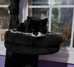 Lost Female Cat last seen Timber Grove Dr , Hope Mills, NC 28348