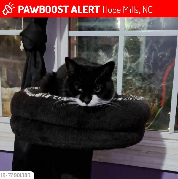 Lost Female Cat last seen Timber Grove Dr , Hope Mills, NC 28348