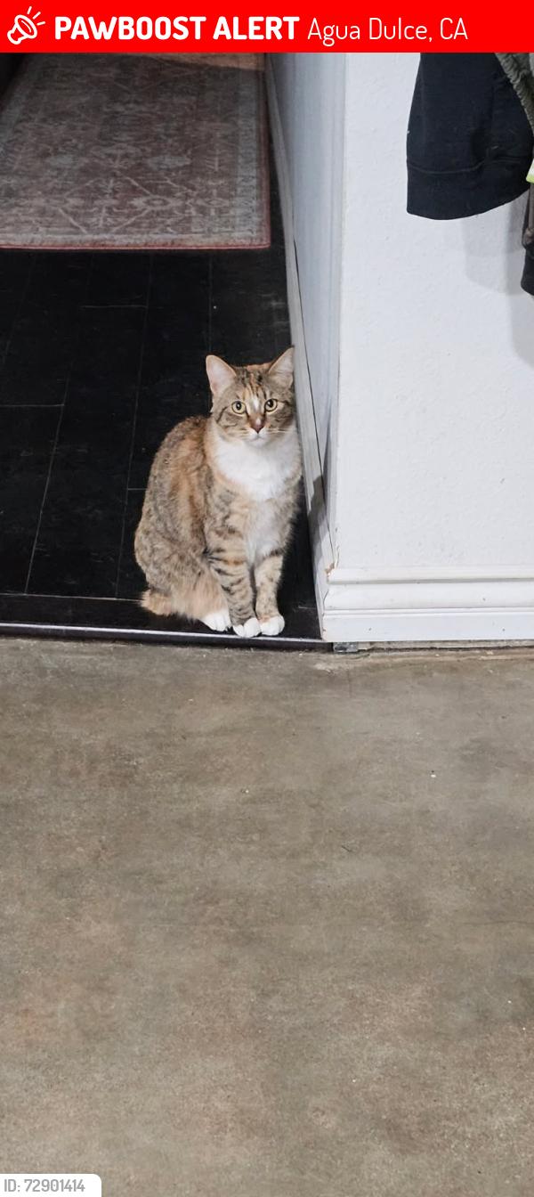Lost Female Cat last seen Juniper Valley Road and Hilltop Terrace, Agua Dulce, CA 91390