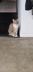 Lost Female Cat last seen Juniper Valley Road and Hilltop Terrace, Agua Dulce, CA 91390