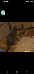 Reunited Female Cat last seen Ladd springs rd, Old Fort, TN 37362