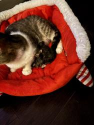 Reunited Female Cat last seen King dundurn, Hamilton, ON L8R 3E8