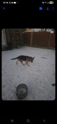 Lost Male Dog last seen Community , Dallas, TX 75220