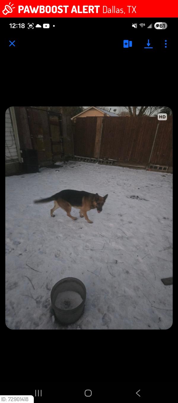 Lost Male Dog last seen Community , Dallas, TX 75220