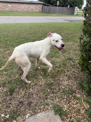 Found/Stray Male Dog last seen Sw council and s 44th street, Oklahoma City, OK 73179