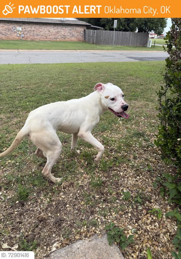 Found/Stray Male Dog last seen Sw council and s 44th street, Oklahoma City, OK 73179