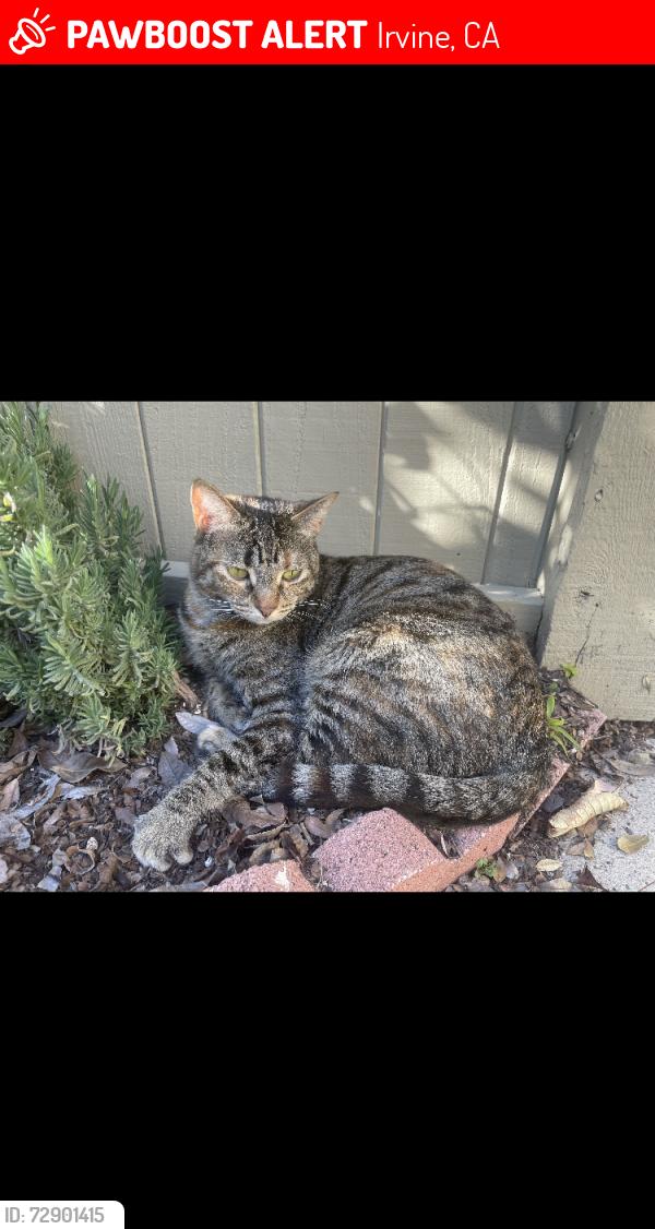 Lost Female Cat last seen Meadowpark elementary school, Irvine, CA 92614
