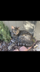 Lost Female Cat last seen Meadowpark elementary school, Irvine, CA 92614