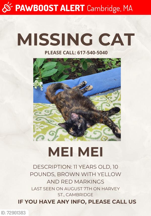Lost Female Cat last seen Appleton St, Cambridge, Cambridge, MA 02138