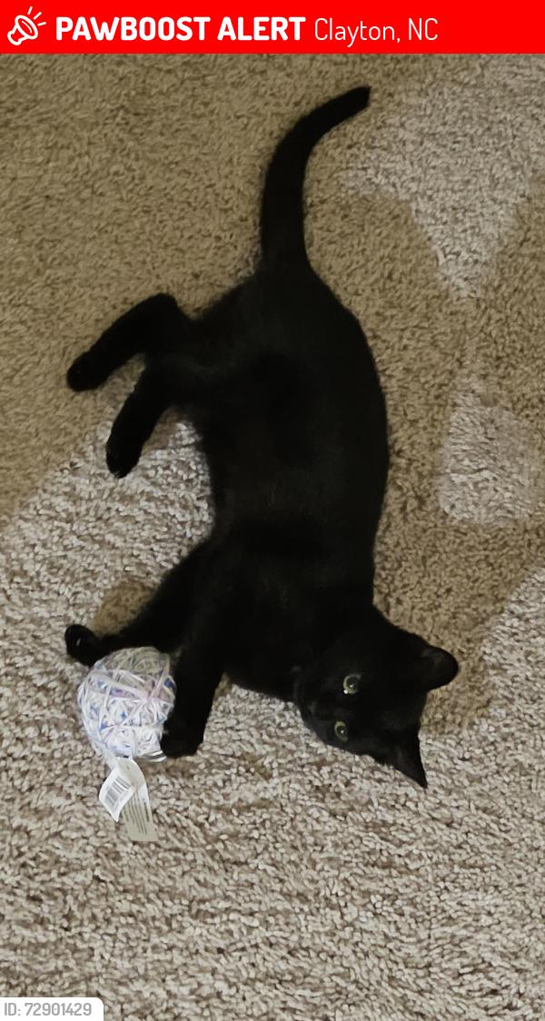 Lost Male Cat last seen Amelia Station, Clayton, NC 27520