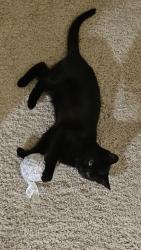 Lost Male Cat last seen Amelia Station, Clayton, NC 27520