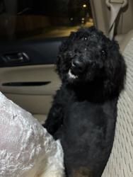Found/Stray Unknown Dog last seen Fm 2194 and Merit Street, Farmersville, TX 75442