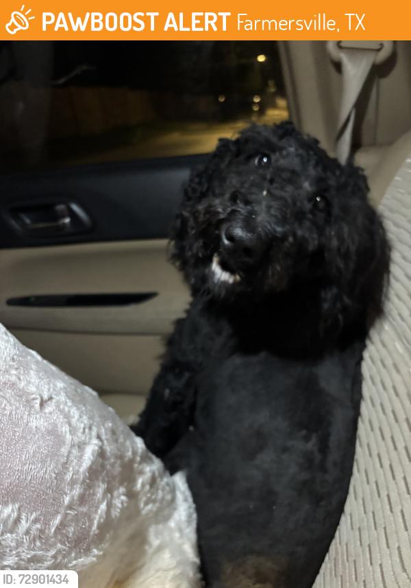 Found/Stray Unknown Dog last seen Fm 2194 and Merit Street, Farmersville, TX 75442