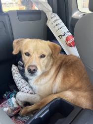 Found/Stray Male Dog last seen Martin luther king, Los Angeles, CA 90008