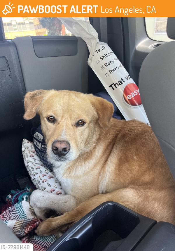 Found/Stray Male Dog last seen Martin luther king, Los Angeles, CA 90008