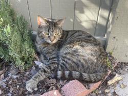 Lost Female Cat last seen Fairfield and Greenbough by MeadowPark Elementary , Irvine, CA 92614