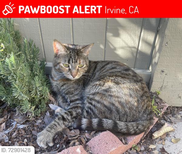 Lost Female Cat last seen Fairfield and Greenbough by MeadowPark Elementary , Irvine, CA 92614
