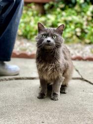 Found/Stray Female Cat last seen Paseo Tranquilo and Paseo Cipres in Lake Forest, Lake Forest, CA 92630