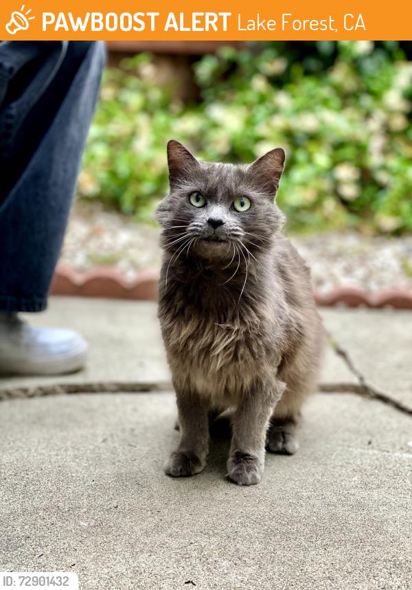 Found/Stray Female Cat last seen Paseo Tranquilo and Paseo Cipres in Lake Forest, Lake Forest, CA 92630