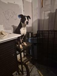 Lost Female Dog last seen van nuys california, Los Angeles, CA 91405
