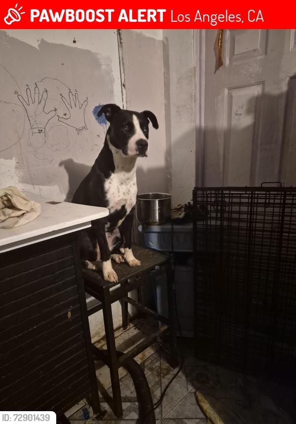 Lost Female Dog last seen van nuys california, Los Angeles, CA 91405