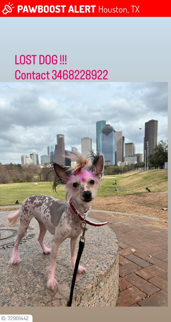 Lost Female Dog last seen Hidden valley and sunny wood dr , Houston, TX 77088