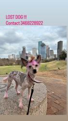 Lost Female Dog last seen Hidden valley and sunny wood dr , Houston, TX 77088