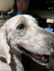 Found/Stray Male Dog last seen Fm 2194 and Merit Street, Farmersville, TX 75442