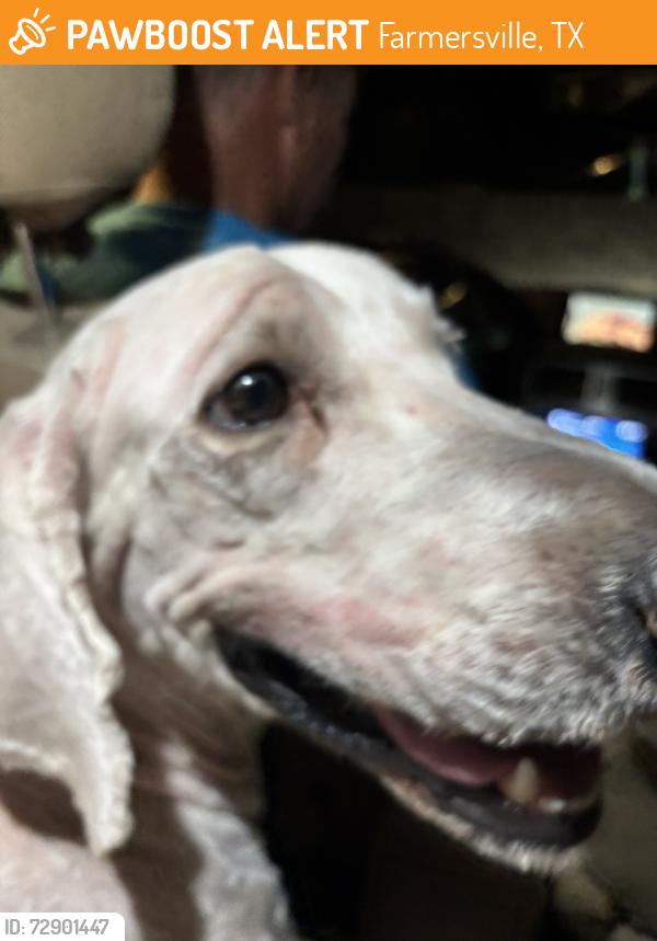 Found/Stray Male Dog last seen Fm 2194 and Merit Street, Farmersville, TX 75442