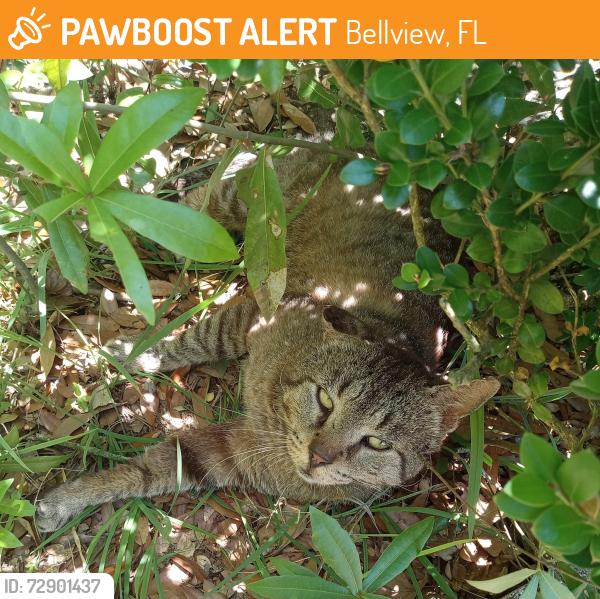 Found/Stray Male Cat last seen Houston Avenue, Bellview, FL 32526