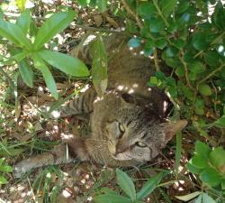 Found/Stray Male Cat last seen Houston Avenue, Bellview, FL 32526