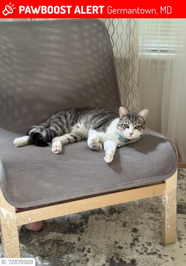 Lost Male Cat last seen Winding Brook Lane and Golden Meadow Dr, Germantown, MD 20876