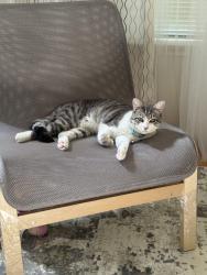 Lost Male Cat last seen Winding Brook Lane and Golden Meadow Dr, Germantown, MD 20876
