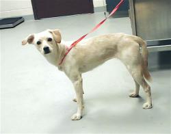 Shelter Stray Female Dog last seen Near BLOCK MASONBORO CT, HOPE MILLS NC 28348, Fayetteville, NC 28306