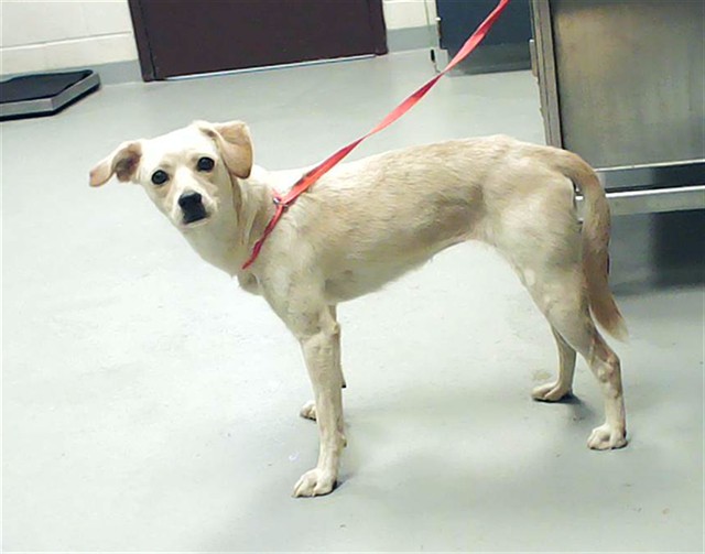 Shelter Stray Female Dog last seen Near BLOCK MASONBORO CT, HOPE MILLS NC 28348, Fayetteville, NC 28306