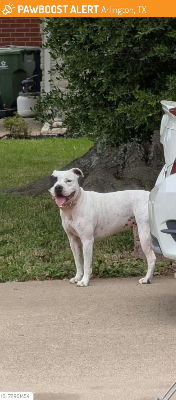 Found/Stray Female Dog last seen Longhorn or Andalusia , Arlington, TX 76017