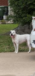 Found/Stray Female Dog last seen Longhorn or Andalusia , Arlington, TX 76017