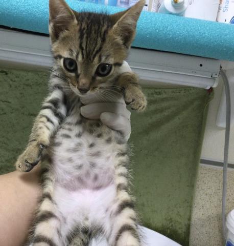 Shelter Stray Male Cat last seen CREST AVE/GOULD ST, Jurupa Valley, CA 92509