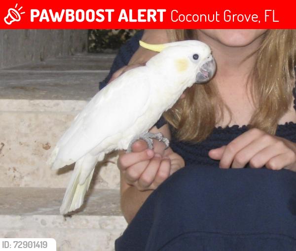 Lost Female Bird last seen Coconut Grove, Coconut Grove, FL 33133