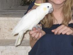 Lost Female Bird last seen Coconut Grove, Coconut Grove, FL 33133