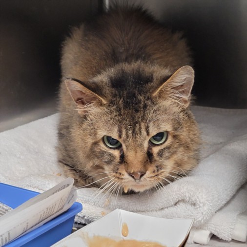 Shelter Stray Male Cat last seen , Los Angeles, CA 90025