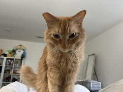 Lost Male Cat last seen Rainbow and Blue Diamond, Las Vegas, NV 89113