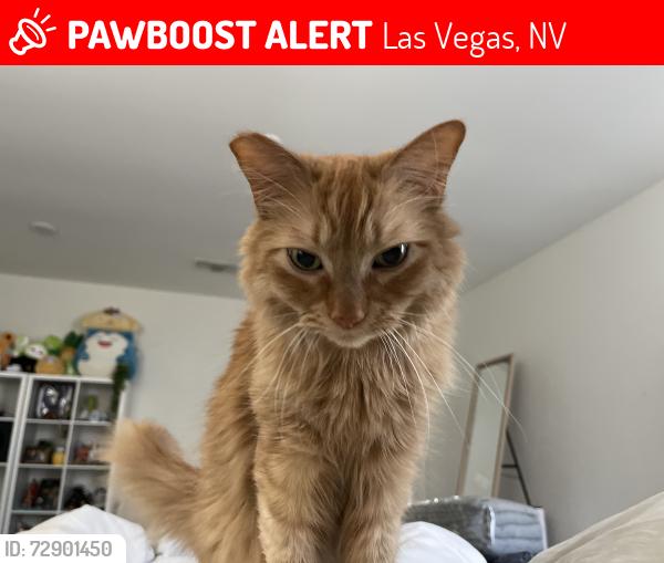 Lost Male Cat last seen Rainbow and Blue Diamond, Las Vegas, NV 89113