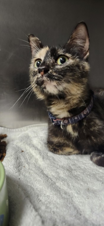 Shelter Stray Female Cat last seen , Los Angeles, CA 90025