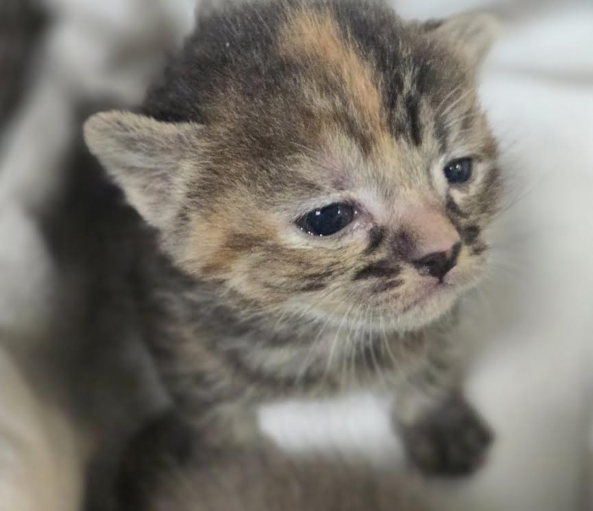 Shelter Stray Female Cat last seen , 3201 Lacy St, Los Angeles, CA 90031, USA