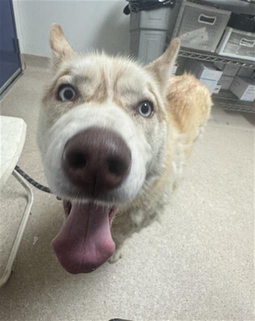 Shelter Stray Male Dog last seen Near BLOCK EL TEJON AVE, BAKERSFIELD CA 93308, 3951 Fruitvale Ave, Bakersfield, CA 93308, USA