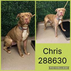 Shelter Stray Male Dog last seen RIVERSIDE DR, Macon, GA 31216