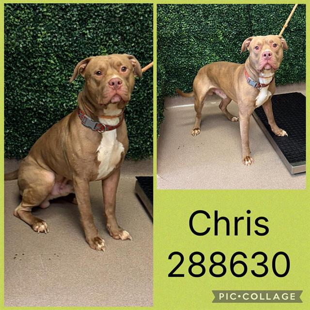 Shelter Stray Male Dog last seen RIVERSIDE DR, Macon, GA 31216