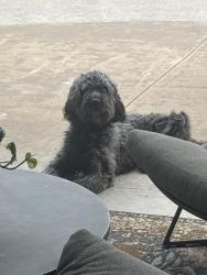 Found/Stray Male Dog last seen In twin oaks addition on 185th street , Edmond, OK 73012