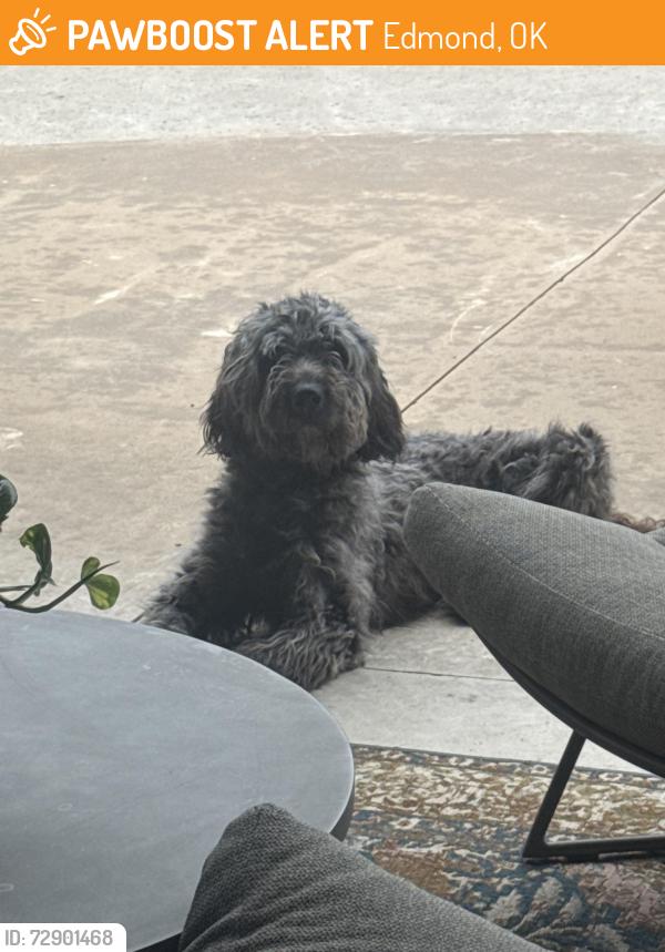 Found/Stray Male Dog last seen In twin oaks addition on 185th street , Edmond, OK 73012